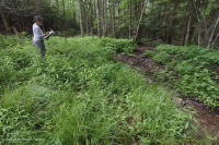 تسرب جنوب جبال الأبلاش الجنوبية المرتفعة (عشبة الجوهرة - نوع النحلة القرمزية) - CEGL004293 تسرب جنوب جبال الأبلاش الجنوبية المرتفعة (عشبة الجوهرة - نوع النحلة القرمزية) - CEGL004293