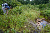 مستنقع صنوبر الآبالاش المركزي - CEGL007056 مستنقع صنوبر الآبالاش المركزي - CEGL007056