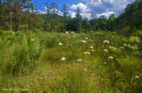 مستنقع صنوبر الآبالاش المركزي - CEGL007056 مستنقع صنوبر الآبالاش المركزي - CEGL007056