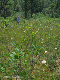 مستنقع صنوبر الآبالاش المركزي - CEGL007056 مستنقع صنوبر الآبالاش المركزي - CEGL007056