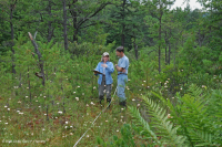 مستنقع صنوبر الآبالاش المركزي - CEGL007056 مستنقع صنوبر الآبالاش المركزي - CEGL007056