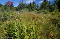 مستنقع شجيرة الأبالاش الجنوبية المرتفعة - CEGL003913 مستنقع شجيرة الأبالاش الجنوبية المرتفعة - CEGL003913