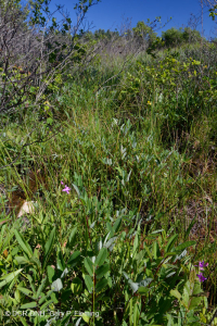 الحوض المافيوني الجنوبي بلو ريدج الجنوبي (نوع الأعشاب المنخفضة) - CEGL003917