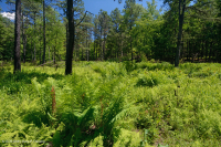 الحوض المافيوني الجنوبي بلو ريدج الجنوبي (نوع الأعشاب المنخفضة) - CEGL003917