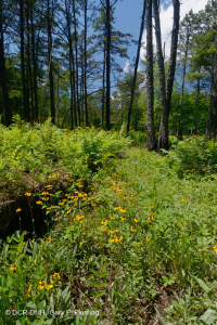 الحوض المافيوني الجنوبي بلو ريدج الجنوبي (نوع الأعشاب المنخفضة) - CEGL003917