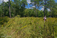 الحوض المافيوني الجنوبي بلو ريدج الجنوبي (نوع الأعشاب المنخفضة) - CEGL003917