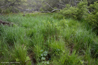 فين بلو ريدج الشمالية بلو ريدج مافيك - CEGL006249