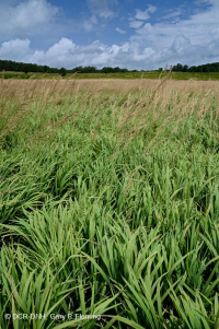 فين بلو ريدج الشمالية بلو ريدج مافيك - CEGL006249