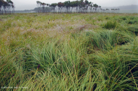 فين بلو ريدج الشمالية بلو ريدج مافيك - CEGL006249