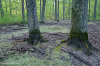 مستنقع السهل الساحلي المنخفض (بلوط الصفصاف - القيقب الأحمر - نوع سويتغم) - CEGL006110 مستنقع السهل الساحلي المنخفض (بلوط الصفصاف - القيقب الأحمر - نوع سويتغم) - CEGL006110