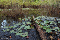 بركة بوتونبوش الموسمية في السهل الساحلي - CEGL006242 بركة بوتونبوش الموسمية في السهل الساحلي - CEGL006242