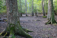 غابات الأخشاب الصلبة الرطبة غير النهرية (نوع السهل الساحلي الشمالي) - CEGL004644 غابات الأخشاب الصلبة الرطبة غير النهرية (نوع السهل الساحلي الشمالي) - CEGL004644