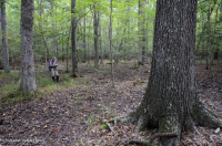 غابات الأخشاب الصلبة الرطبة غير النهرية (نوع السهل الساحلي الشمالي) - CEGL004644 غابات الأخشاب الصلبة الرطبة غير النهرية (نوع السهل الساحلي الشمالي) - CEGL004644