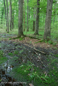 غابات الأخشاب الصلبة الرطبة غير النهرية (نوع السهل الساحلي الشمالي) - CEGL004644 غابات الأخشاب الصلبة الرطبة غير النهرية (نوع السهل الساحلي الشمالي) - CEGL004644