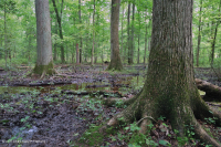 غابات الأخشاب الصلبة الرطبة غير النهرية (نوع السهل الساحلي الشمالي) - CEGL004644 غابات الأخشاب الصلبة الرطبة غير النهرية (نوع السهل الساحلي الشمالي) - CEGL004644