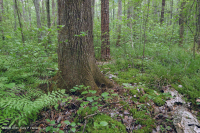غابات الأخشاب الصلبة الرطبة غير النهرية (نوع السهل الساحلي الشمالي) - CEGL004644 غابات الأخشاب الصلبة الرطبة غير النهرية (نوع السهل الساحلي الشمالي) - CEGL004644