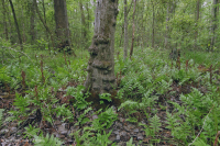 غابات الأخشاب الصلبة الرطبة غير النهرية (نوع السهل الساحلي الشمالي) - CEGL004644 غابات الأخشاب الصلبة الرطبة غير النهرية (نوع السهل الساحلي الشمالي) - CEGL004644