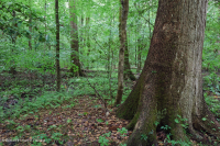 غابات الأخشاب الصلبة الرطبة غير النهرية (نوع السهل الساحلي الجنوبي) - CEGL007449 غابات الأخشاب الصلبة الرطبة غير النهرية (نوع السهل الساحلي الجنوبي) - CEGL007449