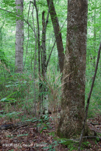 غابات الأخشاب الصلبة الرطبة غير النهرية (نوع السهل الساحلي الجنوبي) - CEGL007449 غابات الأخشاب الصلبة الرطبة غير النهرية (نوع السهل الساحلي الجنوبي) - CEGL007449