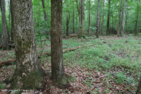 غابات الأخشاب الصلبة الرطبة غير النهرية (نوع السهل الساحلي الجنوبي) - CEGL007449 غابات الأخشاب الصلبة الرطبة غير النهرية (نوع السهل الساحلي الجنوبي) - CEGL007449