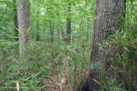 غابات الأخشاب الصلبة الرطبة غير النهرية (نوع السهل الساحلي الجنوبي) - CEGL007449 غابات الأخشاب الصلبة الرطبة غير النهرية (نوع السهل الساحلي الجنوبي) - CEGL007449