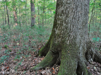 غابات الأخشاب الصلبة الرطبة غير النهرية (نوع السهل الساحلي الجنوبي) - CEGL007449 غابات الأخشاب الصلبة الرطبة غير النهرية (نوع السهل الساحلي الجنوبي) - CEGL007449