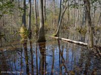 غابة المستنقعات غير النهرية (نوع التوبيلو - السرو الأصلع) - CEGL004429 غابة المستنقعات غير النهرية (نوع التوبيلو - السرو الأصلع) - CEGL004429