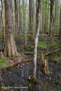 غابة المستنقعات غير النهرية (نوع التوبيلو - السرو الأصلع) - CEGL004429 غابة المستنقعات غير النهرية (نوع التوبيلو - السرو الأصلع) - CEGL004429