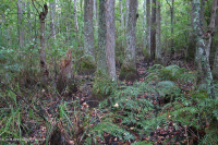 غابة المستنقعات غير النهرية (نوع التوبيلو - السرو الأصلع) - CEGL004429 غابة المستنقعات غير النهرية (نوع التوبيلو - السرو الأصلع) - CEGL004429