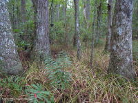 غابة المستنقعات غير النهرية (نوع التوبيلو - السرو الأصلع) - CEGL004429 غابة المستنقعات غير النهرية (نوع التوبيلو - السرو الأصلع) - CEGL004429