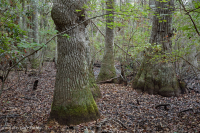 غابة المستنقعات غير النهرية (نوع التوبيلو - السرو الأصلع) - CEGL004429 غابة المستنقعات غير النهرية (نوع التوبيلو - السرو الأصلع) - CEGL004429