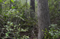 غابات المستنقعات غير النهرية (نوع مختلط دائم الخضرة) - CEGL007558 غابات المستنقعات غير النهرية (نوع مختلط دائم الخضرة) - CEGL007558