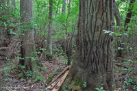 غابات المستنقعات غير النهرية (نوع مختلط دائم الخضرة) - CEGL007558 غابات المستنقعات غير النهرية (نوع مختلط دائم الخضرة) - CEGL007558