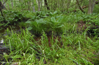 السهول الساحلية/مستنقع بيدمونت الخارجي الحمضي - CEGL006238 السهول الساحلية/مستنقع بيدمونت الخارجي الحمضي - CEGL006238