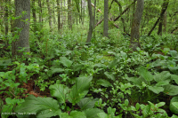 السهول الساحلية/مستنقع بيدمونت الخارجي الحمضي - CEGL006238 السهول الساحلية/مستنقع بيدمونت الخارجي الحمضي - CEGL006238