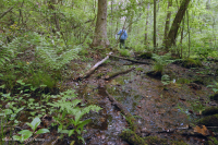 السهول الساحلية/مستنقع بيدمونت الخارجي الحمضي - CEGL006238 السهول الساحلية/مستنقع بيدمونت الخارجي الحمضي - CEGL006238