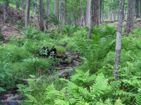 السهول الساحلية/مستنقع بيدمونت الخارجي الحمضي - CEGL006238 السهول الساحلية/مستنقع بيدمونت الخارجي الحمضي - CEGL006238