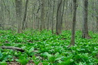مستنقع بيدمونت/السهل الساحلي الشمالي الساحلي الأساسي - CEGL006406 مستنقع بيدمونت/السهل الساحلي الشمالي الساحلي الأساسي - CEGL006406