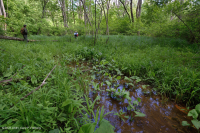 مستنقع بيدمونت/السهل الساحلي الشمالي الساحلي الأساسي - CEGL006406 مستنقع بيدمونت/السهل الساحلي الشمالي الساحلي الأساسي - CEGL006406