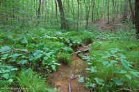 مستنقع بيدمونت/السهل الساحلي الشمالي الساحلي الأساسي - CEGL006406 مستنقع بيدمونت/السهل الساحلي الشمالي الساحلي الأساسي - CEGL006406