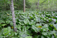 مستنقع بيدمونت/السهل الساحلي الشمالي الساحلي الأساسي - CEGL006406 مستنقع بيدمونت/السهل الساحلي الشمالي الساحلي الأساسي - CEGL006406