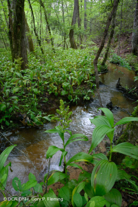 مستنقعات السهول الساحلية الجيرية الجيرية - CEGL006413 مستنقعات السهول الساحلية الجيرية الجيرية - CEGL006413