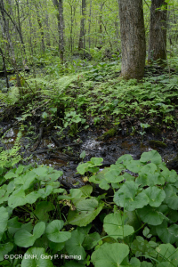 مستنقعات السهول الساحلية الجيرية الجيرية - CEGL006413 مستنقعات السهول الساحلية الجيرية الجيرية - CEGL006413