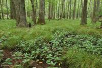 مستنقعات السهول الساحلية الجيرية الجيرية - CEGL006413 مستنقعات السهول الساحلية الجيرية الجيرية - CEGL006413