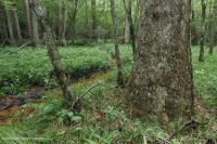 مستنقعات السهول الساحلية الجيرية الجيرية - CEGL006413 مستنقعات السهول الساحلية الجيرية الجيرية - CEGL006413