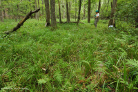 مستنقعات السهول الساحلية الجيرية الجيرية - CEGL006413 مستنقعات السهول الساحلية الجيرية الجيرية - CEGL006413