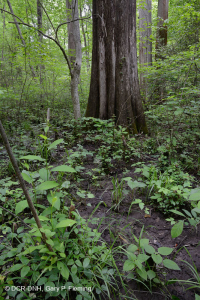 مستنقعات السهول الساحلية الجيرية الجيرية - CEGL006413 مستنقعات السهول الساحلية الجيرية الجيرية - CEGL006413