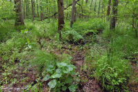 مستنقعات السهول الساحلية الجيرية الجيرية - CEGL006413 مستنقعات السهول الساحلية الجيرية الجيرية - CEGL006413