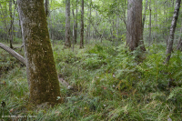 مستنقعات السهول الساحلية الجيرية الجيرية - CEGL006413 مستنقعات السهول الساحلية الجيرية الجيرية - CEGL006413