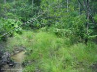 مستنقع السهول الساحلية/مستنقع بيدمونت الخارجي - CEGL006499